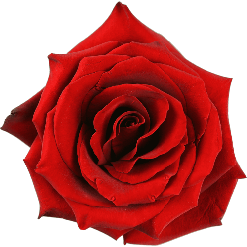 Роза красная 70 см