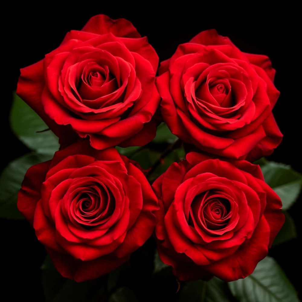 Красные розы: значение и символика в траурных церемониях