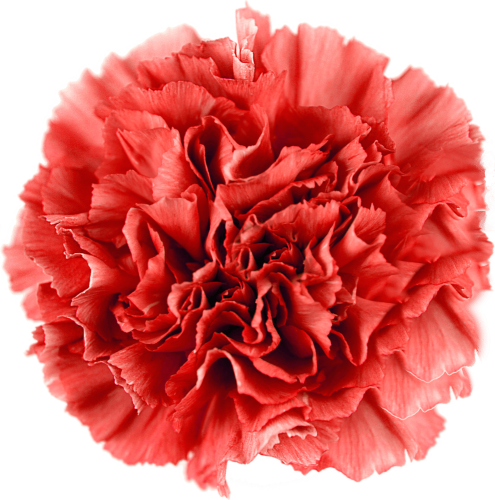 Гвоздика красная